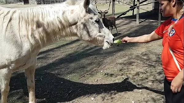 Estaba emocionada de ver el tamaño del pene de un caballo! ¡Quería que mi novio se concentrara así! Paty Butt, El Toro De Oro buenas películas calientes